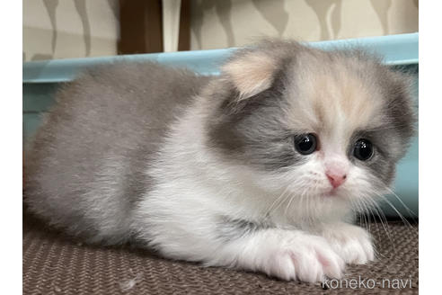 スコティッシュフォールドでキャリコの子猫を探す 子猫ブリーダーナビ