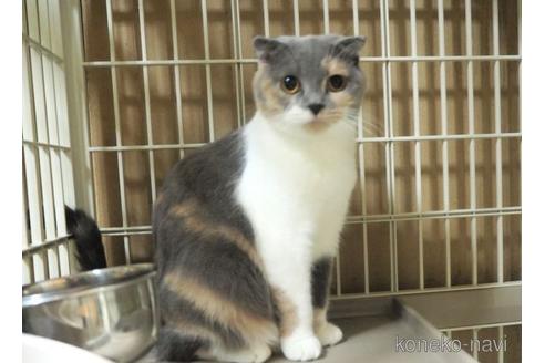 販売中のスコティッシュフォールドの親猫