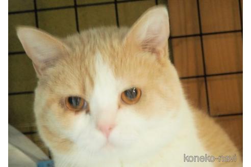 販売中のブリティッシュショートヘアの親猫