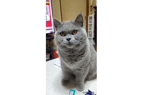 販売中のブリティッシュショートヘアの親猫