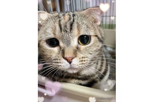 販売中のスコティッシュフォールドの親猫