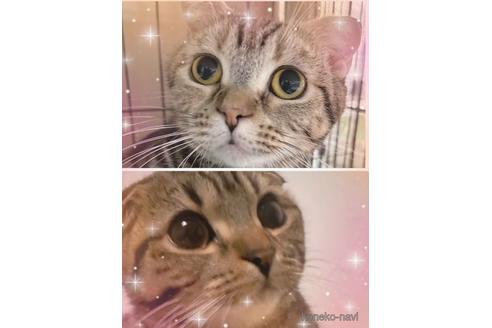 販売中のスコティッシュフォールドの親猫