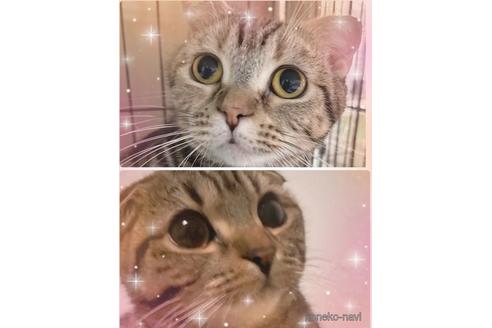 販売中のスコティッシュフォールドの親猫