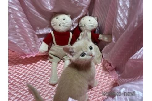 柳原葉子ブリーダーの詳細の1枚目