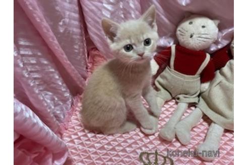 柳原葉子ブリーダーの詳細