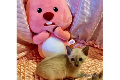 柳原葉子ブリーダーの詳細