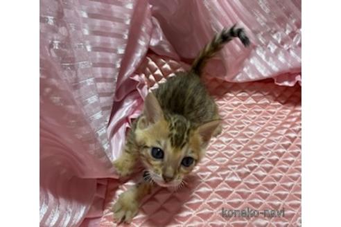 柳原葉子ブリーダーの詳細