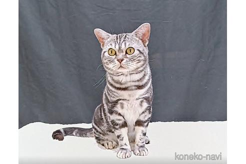 左近昭男ブリーダーの詳細