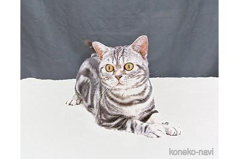 左近昭男ブリーダーの詳細