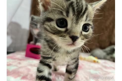 アメリカンショートヘアの子猫を探す（56ページ目）｜子猫