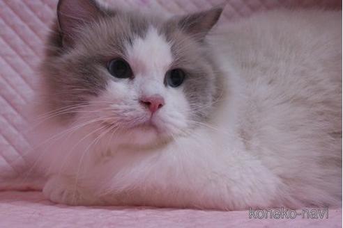 販売中のラグドールの親猫