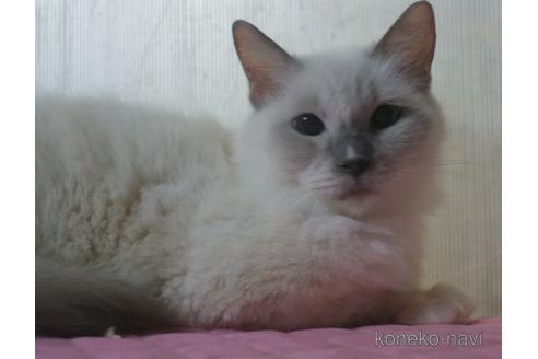 販売中のラグドールの親猫