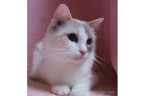 販売中のラグドールの親猫