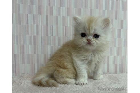 ミヌエットの子猫を探す 子猫ブリーダーナビ