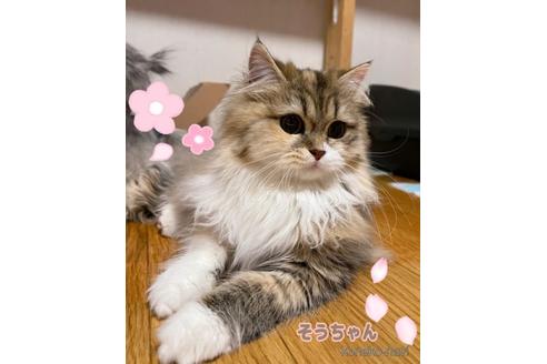 販売中のペルシャの親猫