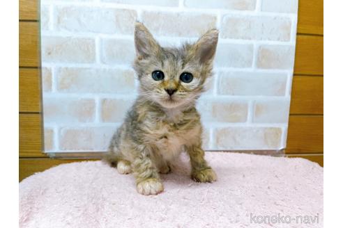 スクーカムの子猫を探す（9ページ目）｜子猫ブリーダーナビ