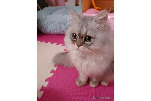 販売中のペルシャ(チンチラ)の親猫