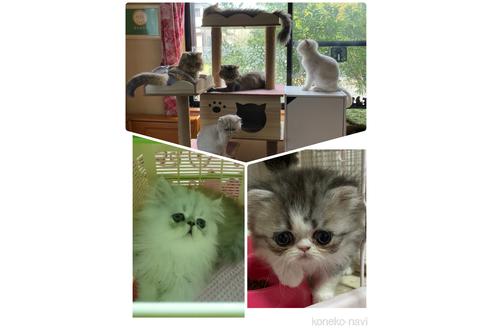 佐藤清美ブリーダーの詳細の1枚目
