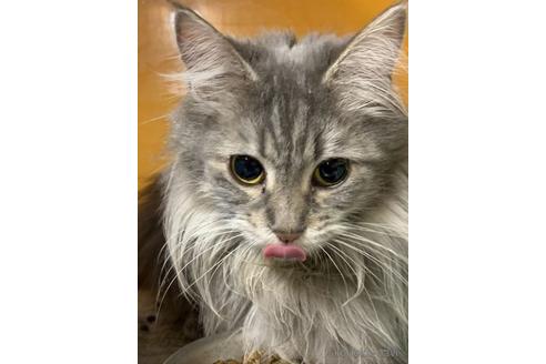 久吉次男ブリーダーの詳細の1枚目