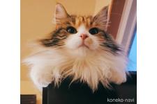 小野知子ブリーダー