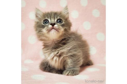 東京都のマンチカン 短足 男の子 22 12 06生まれ 短足のイケにゃん 子猫id 子猫ブリーダーナビ