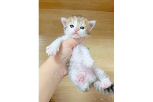 サイベリアンの子猫を探す（73ページ目）｜子猫ブリーダーナビ