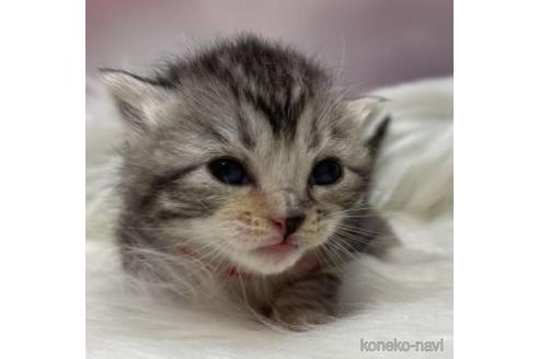 東京都のマンチカン 女の子 23 01 09生まれ あざとい顔が可愛いシルバータビーのマンチカン 子猫id 子猫ブリーダーナビ