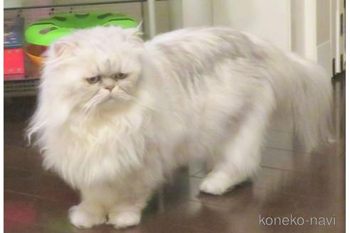販売中のペルシャ(チンチラ)の親猫