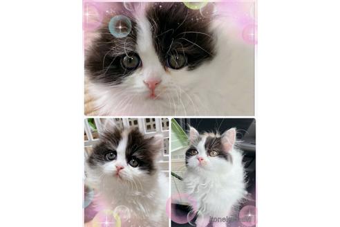 販売中のブリティッシュショートヘアの親猫