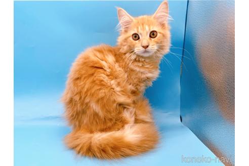 サイベリアンの子猫を探す（130ページ目）｜子猫ブリーダーナビ