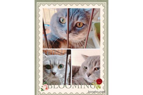 販売中のスコティッシュフォールドの親猫