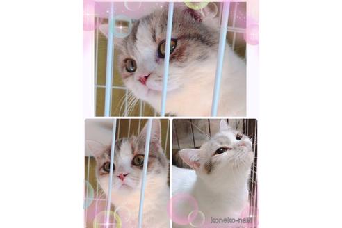販売中のスコティッシュフォールドの親猫