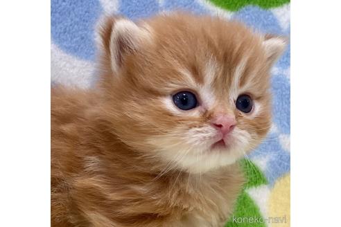 cat_img_1_7c9802069d64.jpg