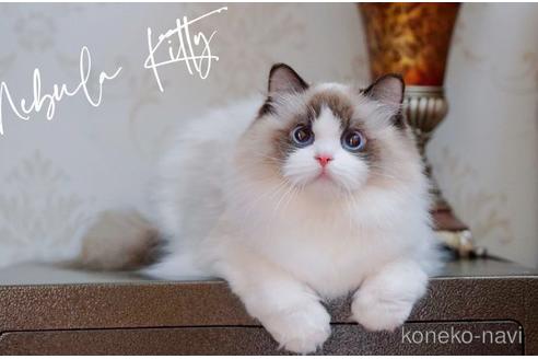 販売中のラグドールの親猫