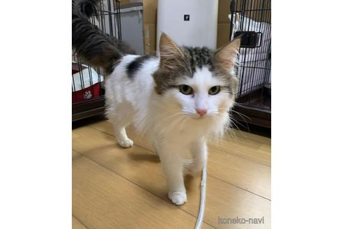 販売中のノルウェージャンフォレストキャットの親猫