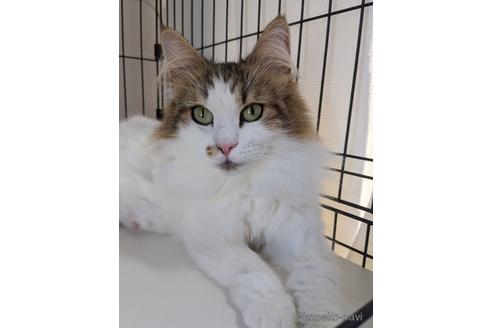 販売中のノルウェージャンフォレストキャットの親猫
