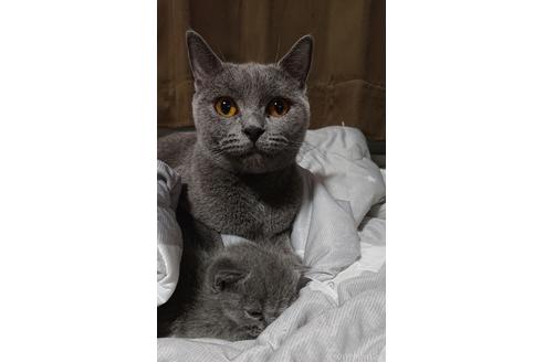 販売中のブリティッシュショートヘアの親猫
