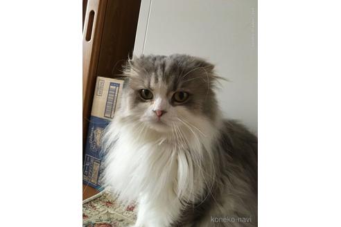 販売中のスコティッシュフォールド(折れ耳)の親猫