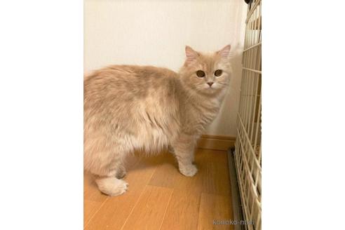 販売中のスコティッシュフォールドの親猫