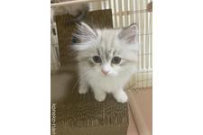 吉永亜津佐ブリーダー