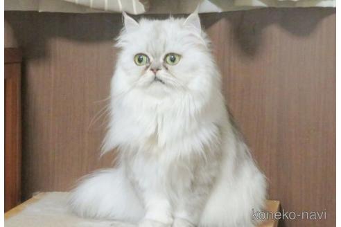 販売中のペルシャ(チンチラ)の親猫