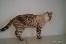 吉村正司ブリーダー