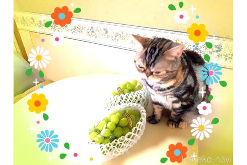 大澤千惠子ブリーダーの詳細