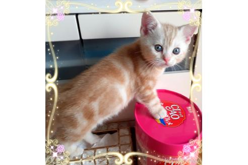 大澤千惠子ブリーダーの詳細