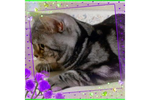 大澤千惠子ブリーダーの詳細