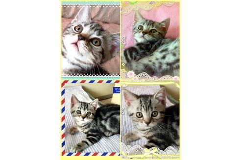 大澤千惠子ブリーダーの詳細