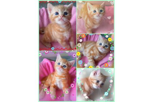 大澤千惠子ブリーダーの詳細の1枚目