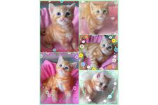 大澤千惠子ブリーダー