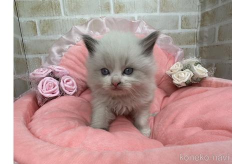 青木千春ブリーダーの詳細の1枚目
