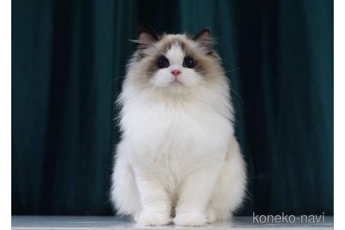 販売中のラグドールの親猫